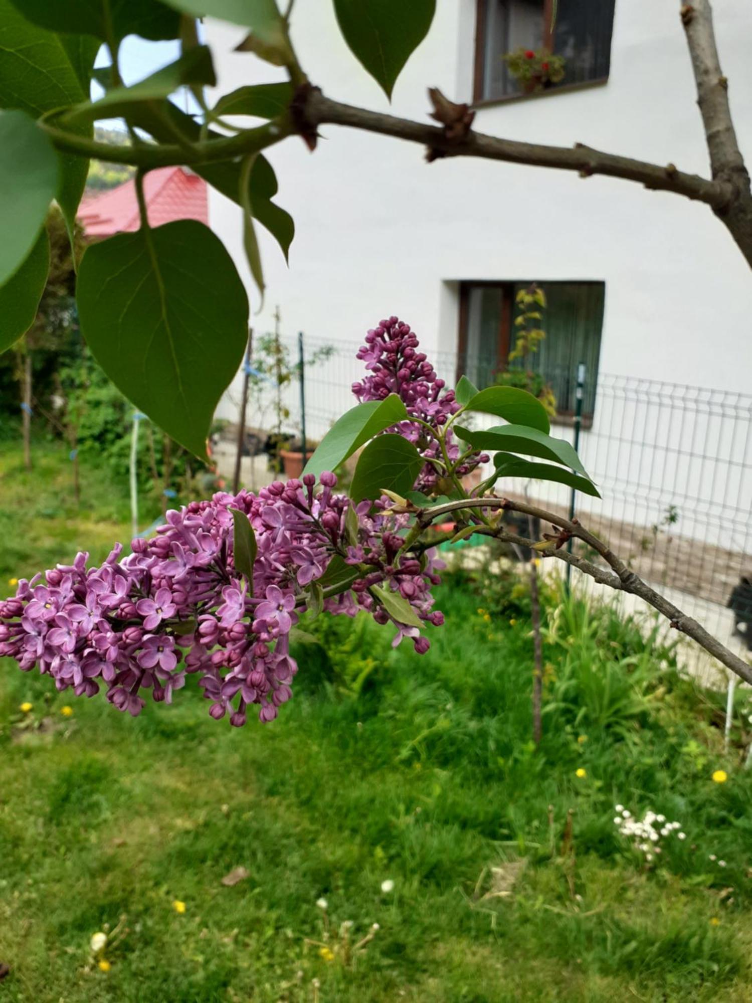 R-House Apartment Брашов Стая снимка
